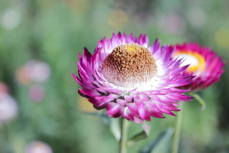 Pink strawflowers beside the road to Phu Thap Boek  Hill  の写真素材
