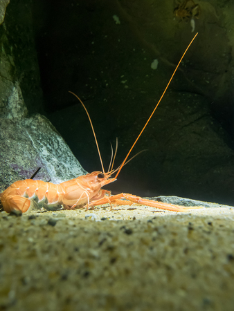   japanese lobsterの写真素材
