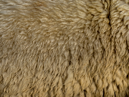 Sasebo japan  Apr 9 2015 : raw sheep wool backgroundの写真素材