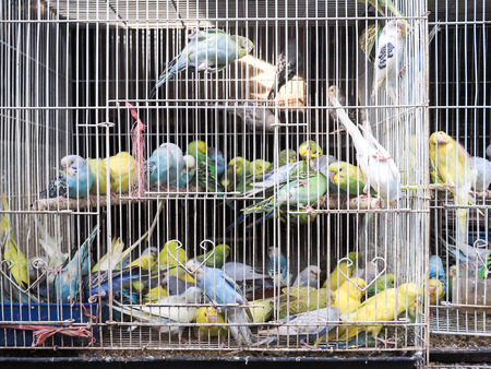 Chatuchak Market (J.J)- Bangkok, Thailand - January 01, 2017 : Colorful parrots birds inside in a cage for tradeのeditorial素材