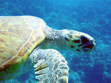 Turtle in the Red Sea