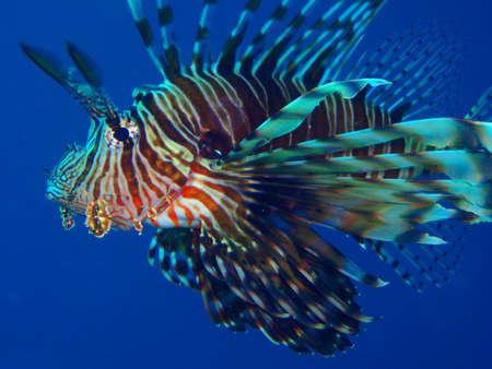 Lionfish in the Red Sea