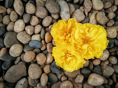 Yellow flowers with rock の素材