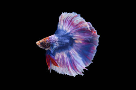 betta, siamese fighting fish on black background