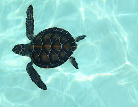 This baby sea turtle is an endangered creature and is part of the Aquarium Conservation Program at Xcaret, Mexico.の写真素材