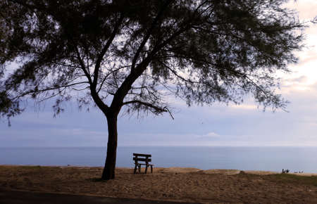 A lone beach bench under a tree facing the seaの写真素材