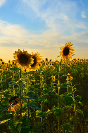 a large field with a blossoming sunflower . bumblebees fly and pollinate the flowers . The sky is blue. Summer is in full swingの写真素材