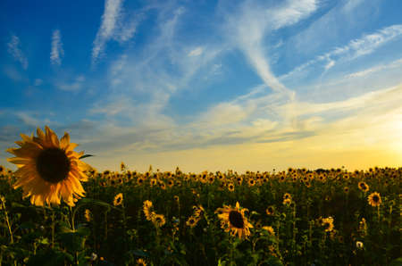 a large field with a blossoming sunflower . bumblebees fly and pollinate the flowers . The sky is blue. Summer is in full swingの写真素材