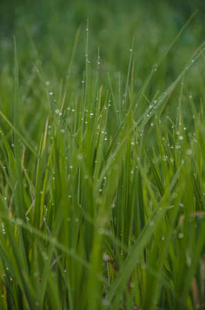 on a green lawn in the early foggy morning . all the grass in the morning dew . the sun's rays fall on the wet grass and flowersの写真素材