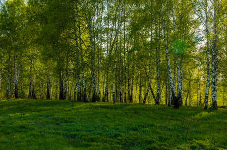 Birch covered with green foliage . spring landscapeの写真素材