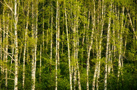 Birch covered with green foliage . spring landscapeの写真素材