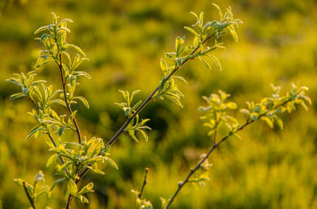 on a green lawn in the early foggy morning . all the grass in the morning dew . the sun's rays fall...