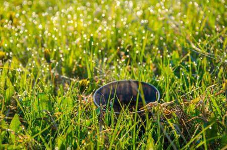 on a green lawn in the early foggy morning . all the grass in the morning dew . the sun's rays fall...
