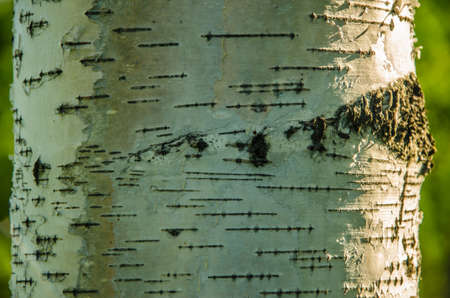 birch bark . summer landscape . closeup of a tree trunk . birch bark close-up