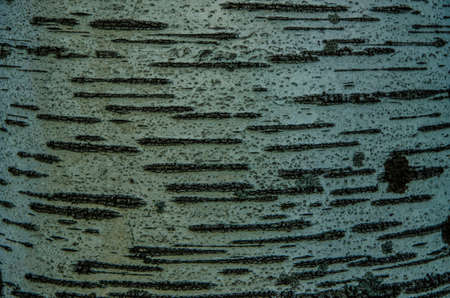 birch bark . summer landscape . closeup of a tree trunk . birch bark close-upの写真素材