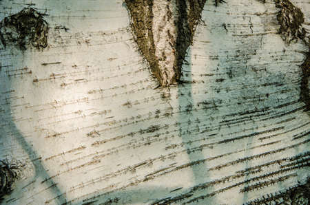 birch bark . summer landscape . closeup of a tree trunk . birch bark close-upの写真素材