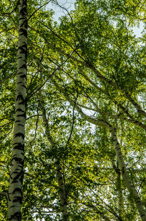 birch forest covered with green foliage . summer landscape . bright and lush green trees . juicy...