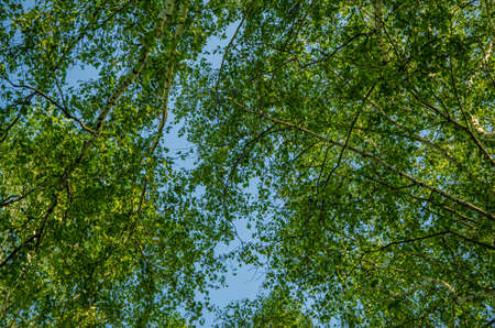 birch forest covered with green foliage . summer landscape . bright and lush green trees . juicy green leaves . on the ground grows juicy green grass .の写真素材