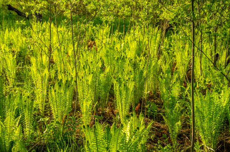 summer landscape . fern growing in the summer forest. the sun's rays pass through the plant and provide pleasant shadeの写真素材