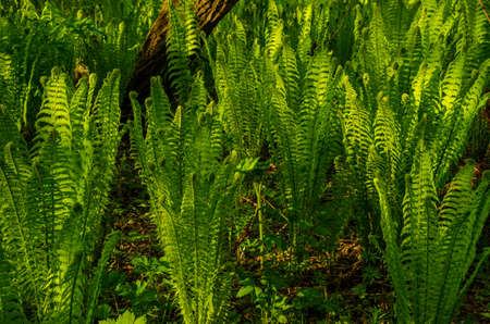 summer landscape . fern growing in the summer forest. the sun's rays pass through the plant and provide pleasant shadeの写真素材