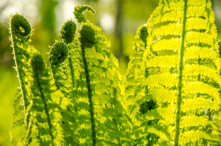 summer landscape . fern growing in the summer forest. the sun's rays pass through the plant and provide pleasant shadeの写真素材