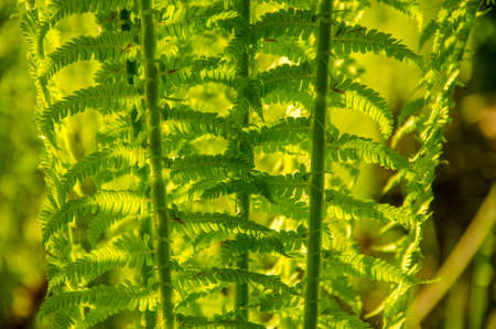 summer landscape . fern growing in the summer forest. the sun's rays pass through the plant and provide pleasant shadeの写真素材
