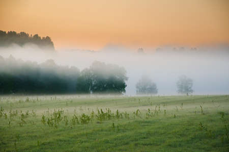 thick morning fog in the summer forest. thick morning fog in the forest at pond. Morning landscape in summer thick fog. dense fog in the morning. early morning. forest hiding in the fog.の写真素材