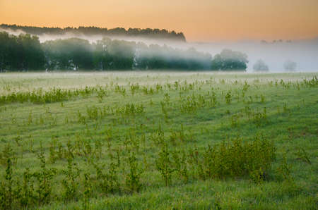 thick morning fog in the summer forest. thick morning fog in the forest at pond. Morning landscape in summer thick fog. dense fog in the morning. early morning. forest hiding in the fog.の写真素材