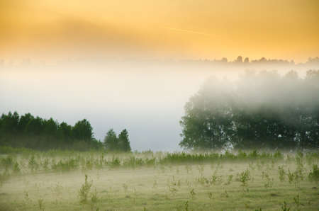 thick morning fog in the summer forest. thick morning fog in the forest at pond. Morning landscape in summer thick fog. dense fog in the morning. early morning. forest hiding in the fog.の写真素材