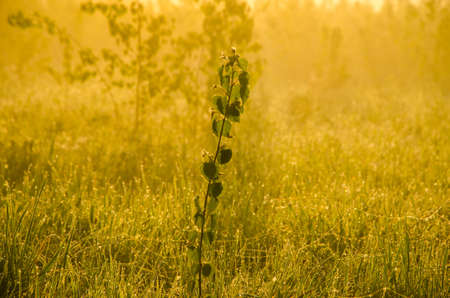 thick morning fog in the summer forest. thick morning fog in the forest at pond. Morning landscape in summer thick fog. dense fog in the morning. early morning. forest hiding in the fog.の写真素材