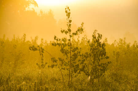 thick morning fog in the summer forest. thick morning fog in the forest at pond. Morning landscape in summer thick fog. dense fog in the morning. early morning. forest hiding in the fog.の写真素材