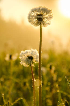 thick morning fog in the summer forest. thick morning fog in the forest at pond. Morning landscape in summer thick fog. dense fog in the morning. early morning. forest hiding in the fog. dandelion.の写真素材