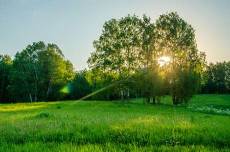 summer landscape . meadow covered with green lush grass . dense birch forest. the sun's rays pass through the birch .の写真素材