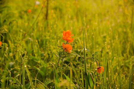 thick morning fog in the summer forest. thick morning fog in the forest at pond. Morning landscape in summer thick fog.dense fog in the morning. early morning. forest hiding in the fog.orange flowersの写真素材