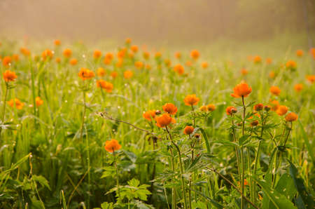 thick morning fog in the summer forest. thick morning fog in the forest at pond. Morning landscape in summer thick fog.dense fog in the morning. early morning. forest hiding in the fog.orange flowersの写真素材