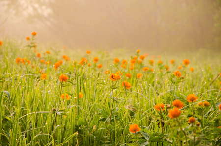 thick morning fog in the summer forest. thick morning fog in the forest at pond. Morning landscape in summer thick fog.dense fog in the morning. early morning. forest hiding in the fog.orange flowersの写真素材