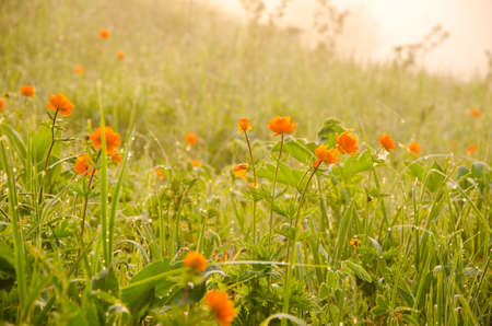 thick morning fog in the summer forest. thick morning fog in the forest at pond. Morning landscape in summer thick fog.dense fog in the morning. early morning. forest hiding in the fog.orange flowersの写真素材