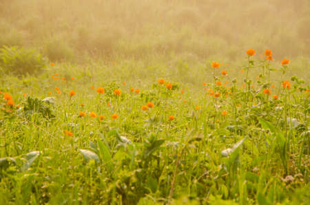 thick morning fog in the summer forest. thick morning fog in the forest at pond. Morning landscape in summer thick fog.dense fog in the morning. early morning. forest hiding in the fog.orange flowersの写真素材