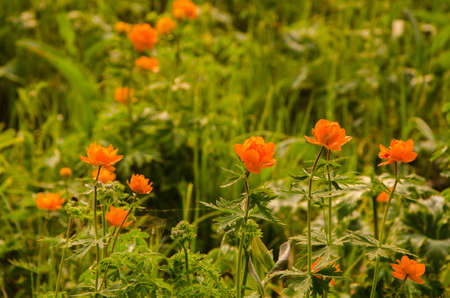 thick morning fog in the summer forest. thick morning fog in the forest at pond. Morning landscape in summer thick fog.dense fog in the morning. early morning. forest hiding in the fog.orange flowersの写真素材