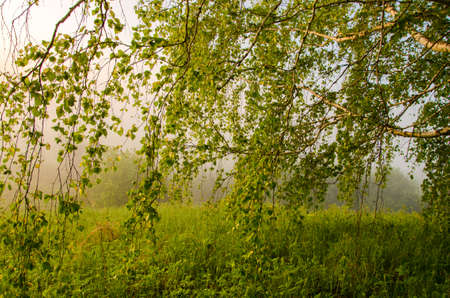 thick morning fog in the summer forest. thick morning fog in the forest at pond. Morning landscape in summer thick fog. dense fog in the morning. early morning. forest hiding in the fog.の写真素材