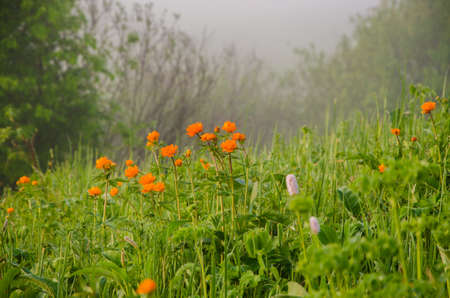thick morning fog in the summer forest. thick morning fog in the forest at pond. Morning landscape in summer thick fog.dense fog in the morning. early morning. forest hiding in the fog.orange flowersの写真素材