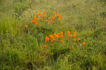 thick morning fog in the summer forest. thick morning fog in the forest at pond. Morning landscape in summer thick fog.dense fog in the morning. early morning. forest hiding in the fog.orange flowersの写真素材