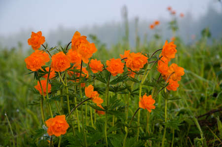 thick morning fog in the summer forest. thick morning fog in the forest at pond. Morning landscape in summer thick fog.dense fog in the morning. early morning. forest hiding in the fog.orange flowersの写真素材