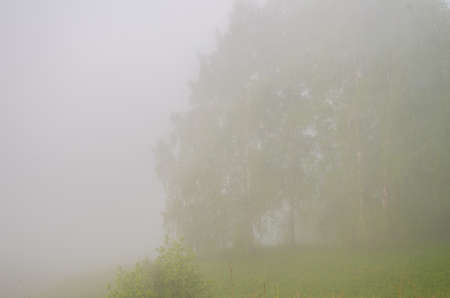 thick morning fog in the summer forest. thick morning fog in the forest at pond. Morning landscape in summer thick fog. dense fog in the morning. early morning. forest hiding in the fog.の写真素材