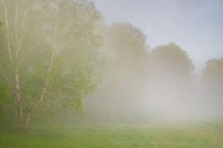 thick morning fog in the summer forest. thick morning fog in the forest at pond. Morning landscape in summer thick fog. dense fog in the morning. early morning. forest hiding in the fog.の写真素材