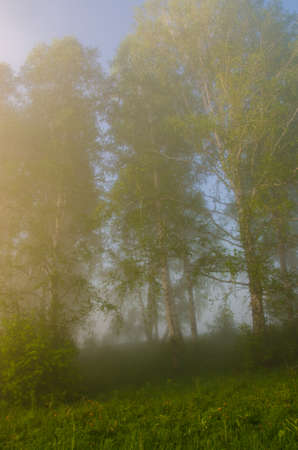 thick morning fog in the summer forest. thick morning fog in the forest at pond. Morning landscape in summer thick fog. dense fog in the morning. early morning. forest hiding in the fog.の写真素材