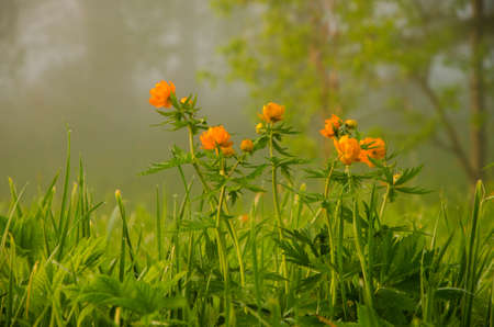 thick morning fog in the summer forest. thick morning fog in the forest at pond. Morning landscape in summer thick fog.dense fog in the morning. early morning. forest hiding in the fog.orange flowersの写真素材