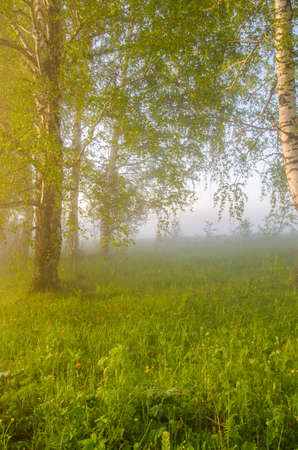 thick morning fog in the summer forest. thick morning fog in the forest at pond. Morning landscape in summer thick fog. dense fog in the morning. early morning. forest hiding in the fog.の写真素材