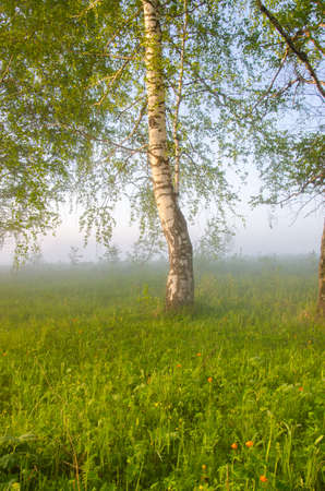 thick morning fog in the summer forest. thick morning fog in the forest at pond. Morning landscape in summer thick fog. dense fog in the morning. early morning. forest hiding in the fog.の写真素材