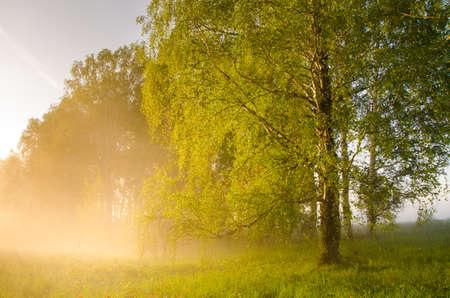 thick morning fog in the summer forest. thick morning fog in the forest at pond. Morning landscape in summer thick fog. dense fog in the morning. early morning. forest hiding in the fog.の写真素材